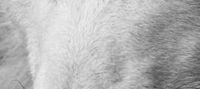 I am Alpha (Book 1 of I Am series)